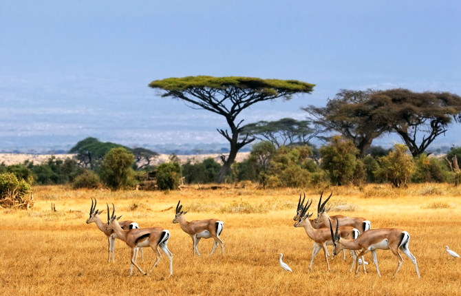 Impalas in Selous