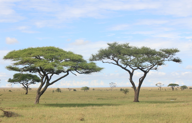 De acacias van de Serengeti